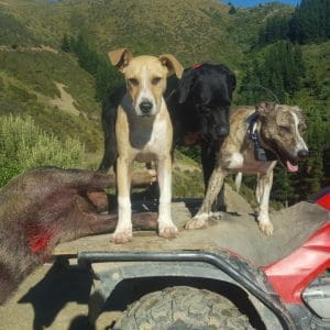 Alternative view of Mainland Boar Hunting Ltd
